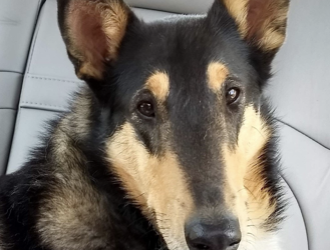 De-Stress with Pets: River, the therapy Collie’s story