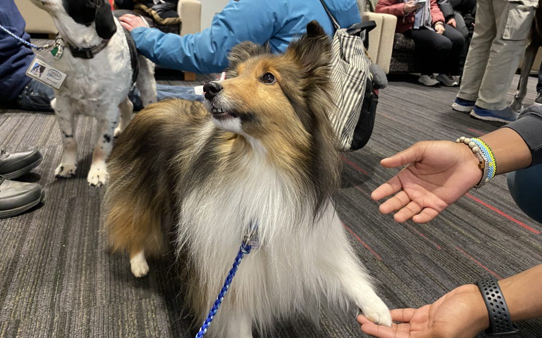Canine Charisma at St. Cloud State