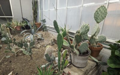 Plant Clinic @ The Biological Greenhouse
