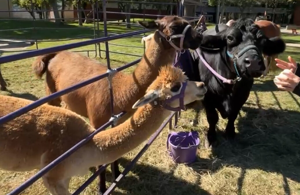 CloudFest Brings Activites, Animals, and Fun to St. Cloud State