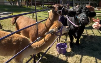 CloudFest Brings Activites, Animals, and Fun to St. Cloud State
